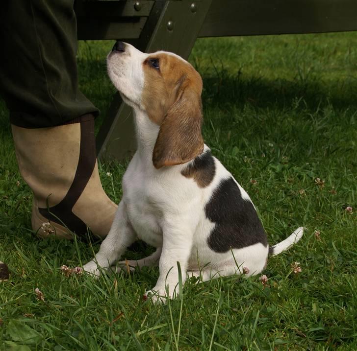 Beagle Svea billede 16