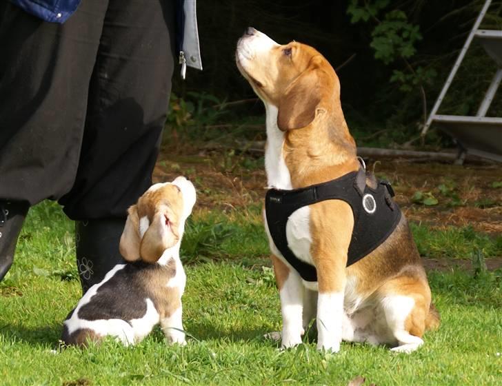 Beagle Svea billede 17