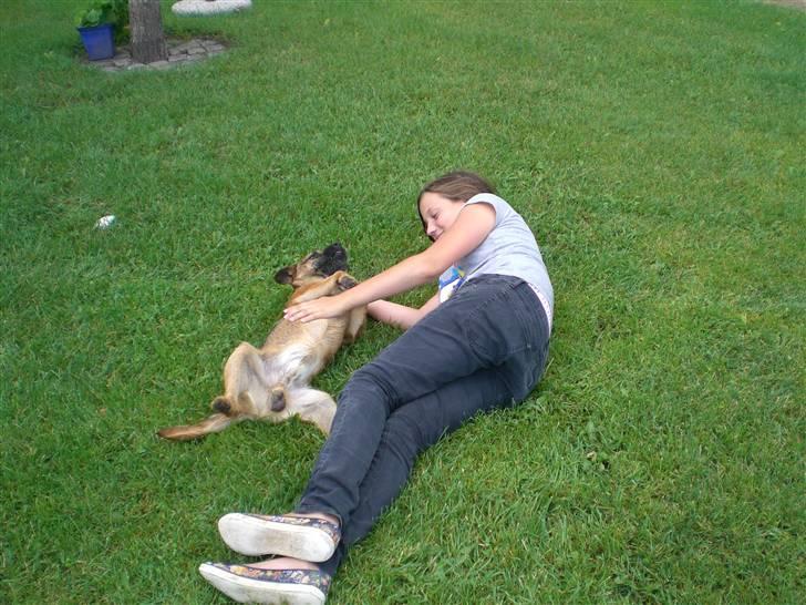 Border terrier Boss billede 8