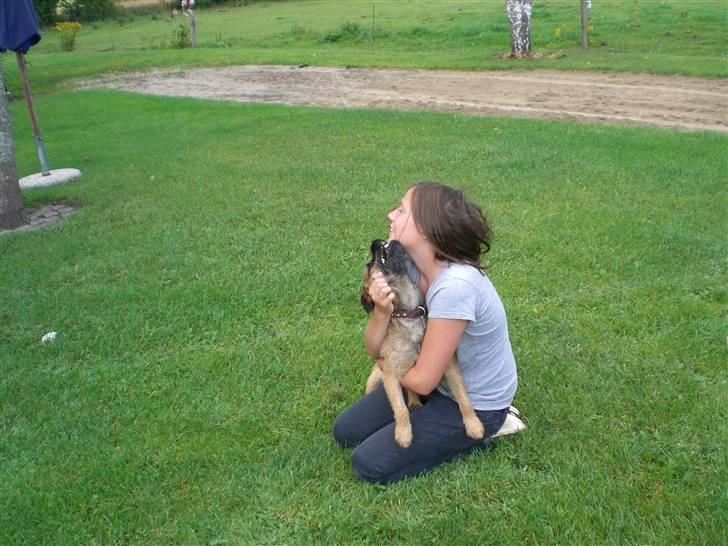 Border terrier Boss billede 9