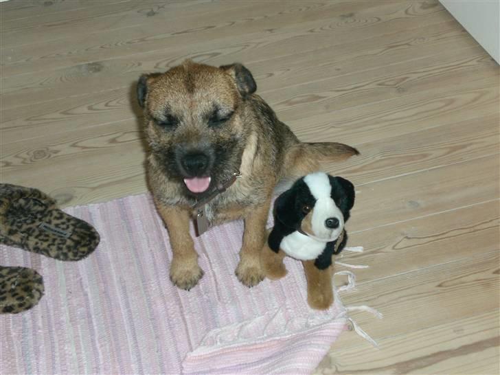 Border terrier Boss billede 10