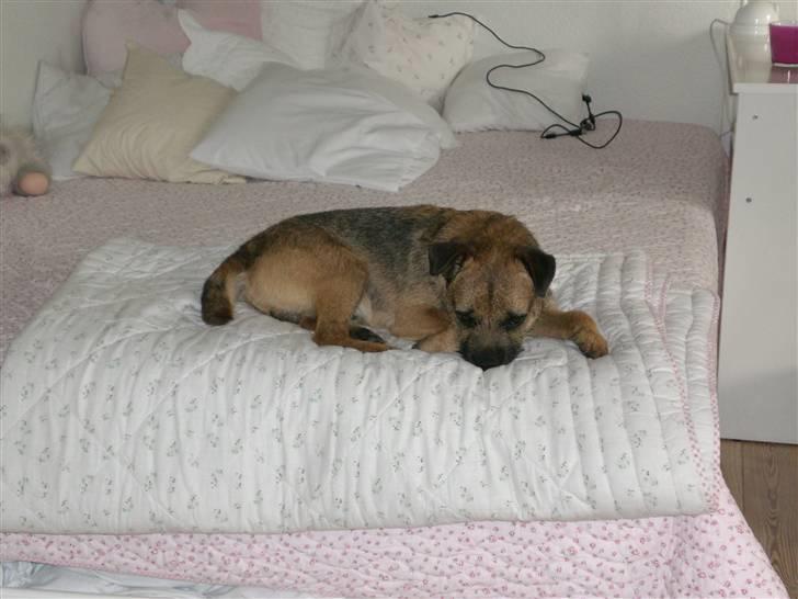 Border terrier Boss billede 11