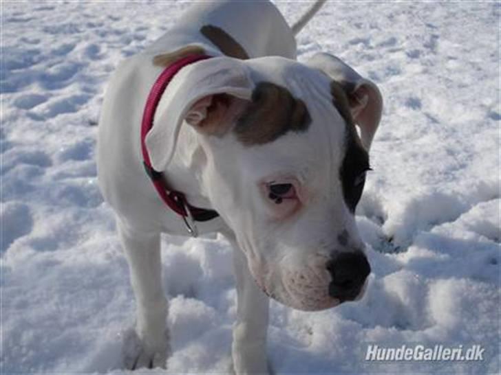 Amerikansk bulldog yenka - Åh tag mig hjem det er koldt  billede 1