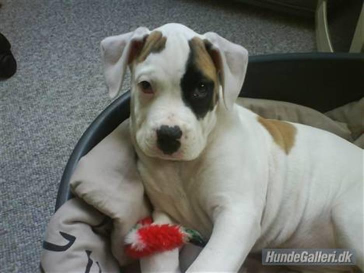 Amerikansk bulldog yenka - så absolut mors yndlings billed. billede 2