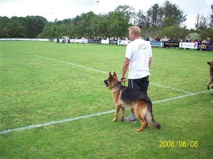 Schæferhund  AVKLgrænsens vupti - mod og kamp has 08 billede 16