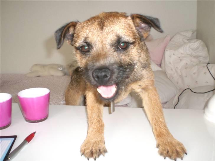 Border terrier Boss billede 12