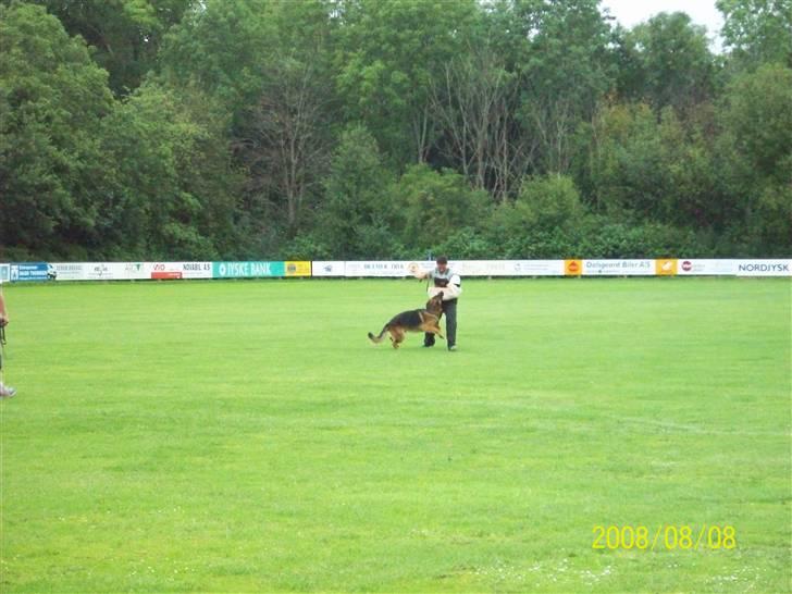 Schæferhund  AVKLgrænsens vupti - mod og kamp hAS 08 billede 17