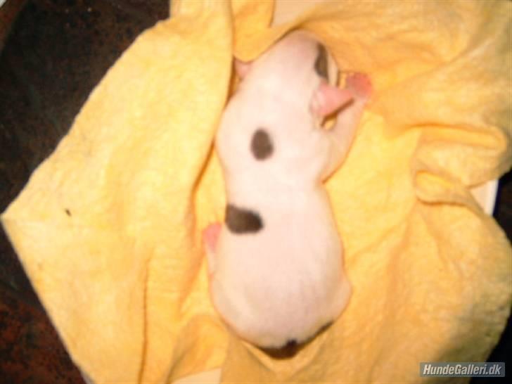 Amerikansk bulldog yenka - yenka som helt lille hvalp billede 3