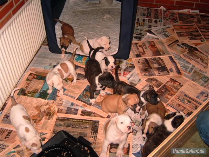 Amerikansk bulldog yenka - yenka og alle hendes søskende billede 4