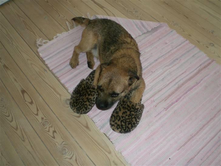 Border terrier Boss billede 13