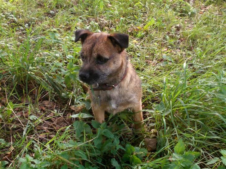 Border terrier Boss billede 14
