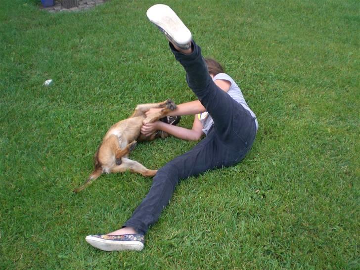 Border terrier Boss billede 15