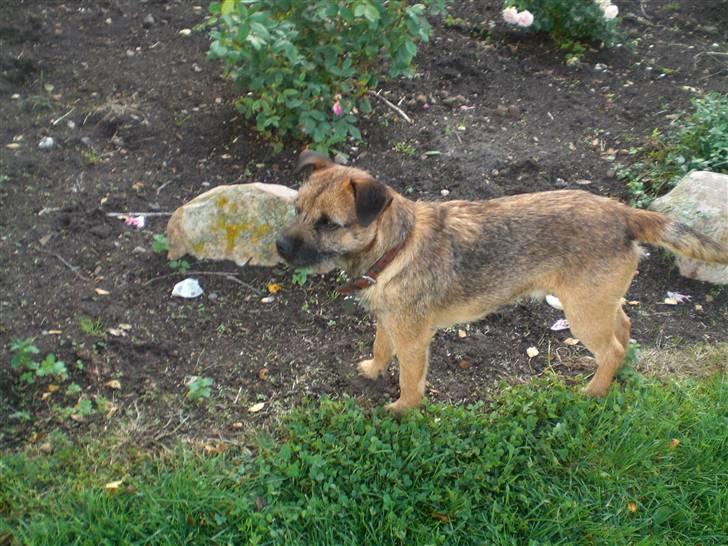 Border terrier Boss billede 16
