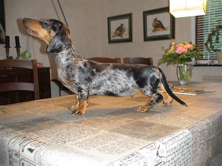 Gravhund Luie billede 5