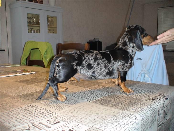 Gravhund Luie billede 6