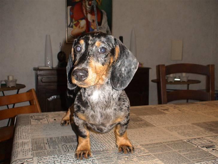 Gravhund Luie billede 7