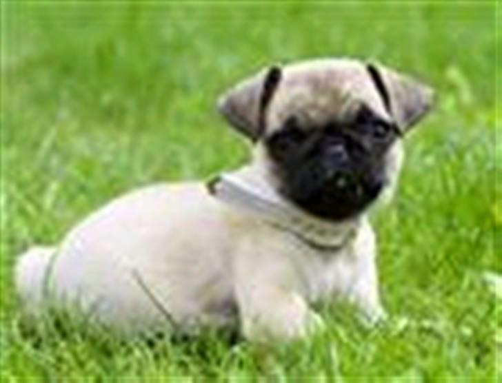 Mops Tulle billede 1