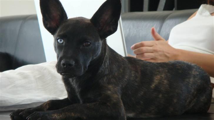 Blanding af racer Liva - Er meget træt.:-D billede 13