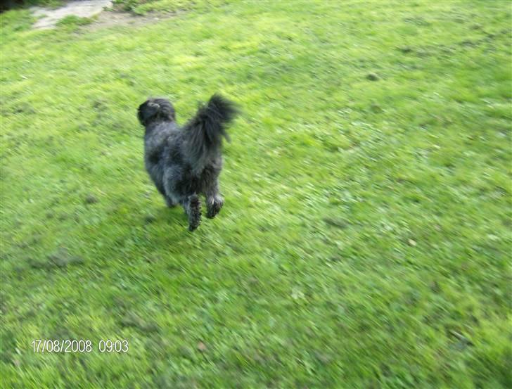 Blanding af racer Pjuske billede 15