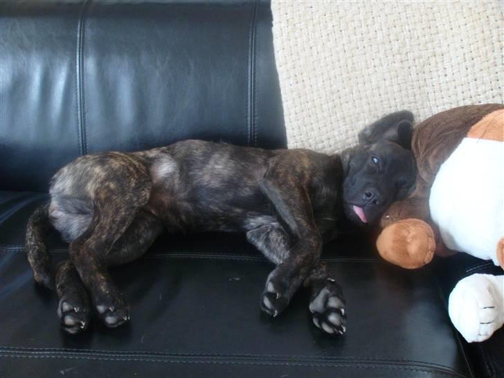 Blanding af racer Liva billede 14