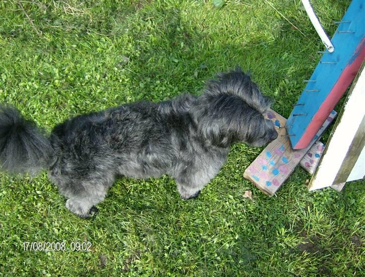 Blanding af racer Pjuske billede 16