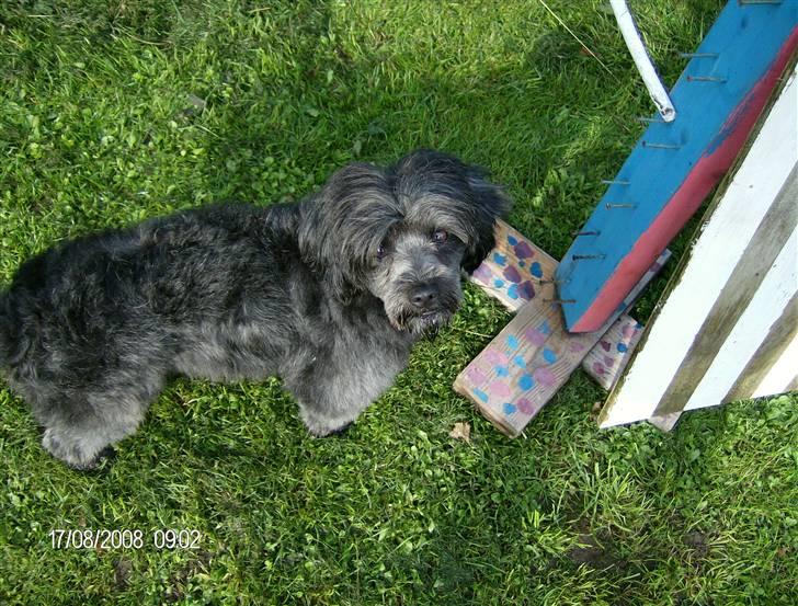 Blanding af racer Pjuske billede 17