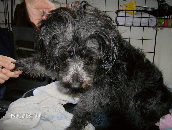 Blanding af racer Pjuske billede 18