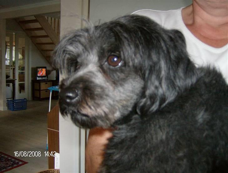 Blanding af racer Pjuske billede 19