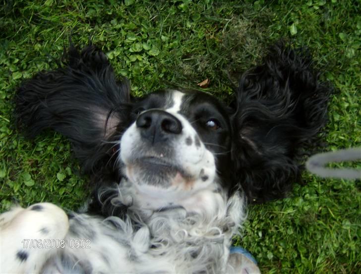 Field Trial spaniel Samson! billede 13