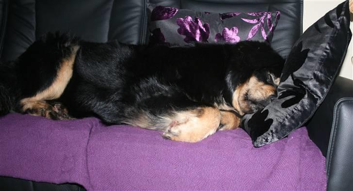 Tibetansk mastiff Himmelhund Tesla - Elsker sofaen *G* billede 9