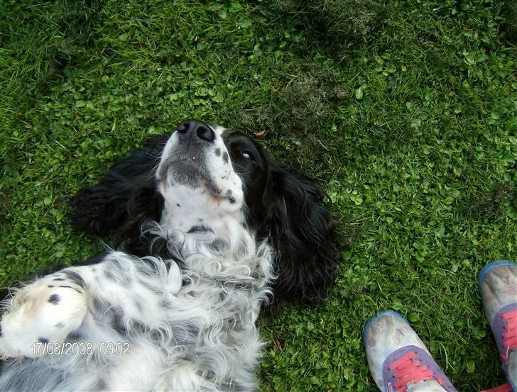 Field Trial spaniel Samson! billede 14