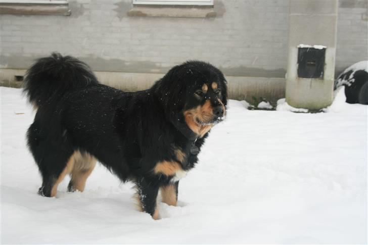 Tibetansk mastiff Himmelhund Tesla - 6. december 2010. billede 10