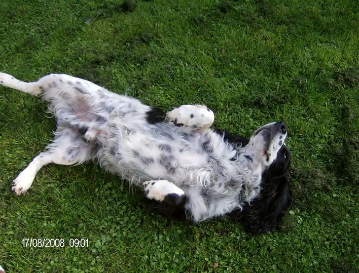 Field Trial spaniel Samson! billede 15