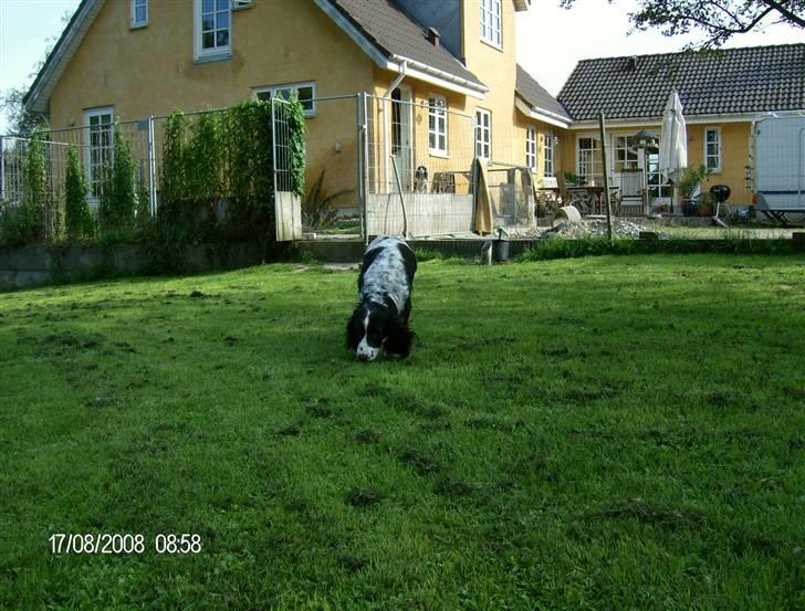 Field Trial spaniel Samson! billede 16