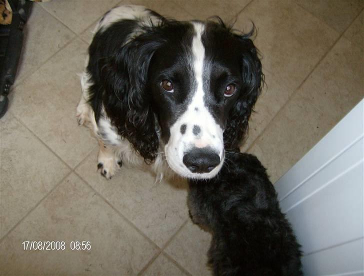 Field Trial spaniel Samson! billede 17