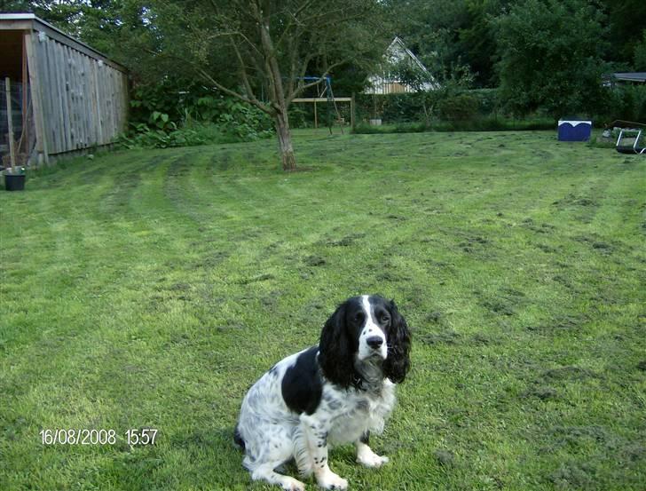 Field Trial spaniel Samson! billede 18