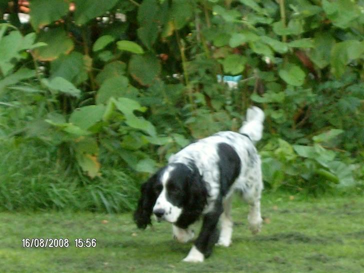 Field Trial spaniel Samson! billede 19