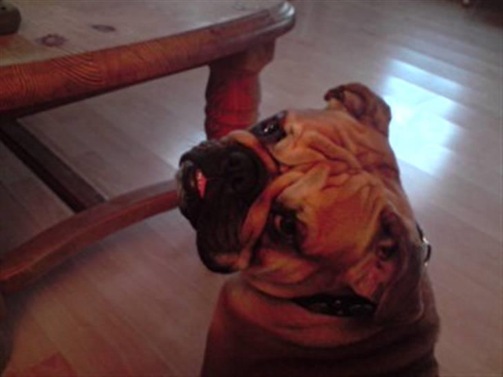 Blanding af racer Aja - HEEEJ, det er mig der er Aja.. billede 1