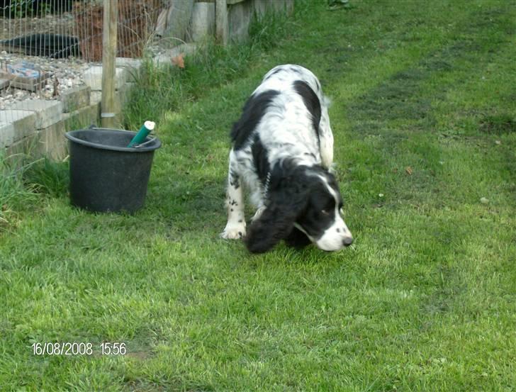 Field Trial spaniel Samson! billede 20