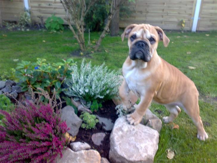 Blanding af racer Aja - Prinsesse Aja. billede 2