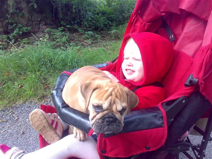 Blanding af racer Aja - På tur i Livas øse :o) billede 3