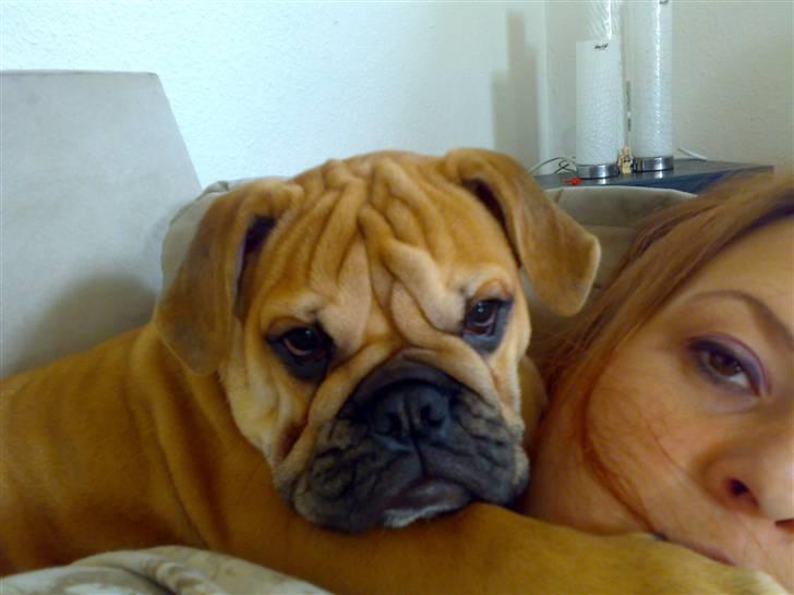 Blanding af racer Aja - Min mor synes jeg fylder?? Pjat med hende :o) billede 4