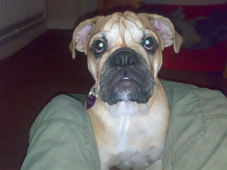 Blanding af racer Aja - Du skulle vel ikke sidde inde med en lille guffer vel?? billede 5