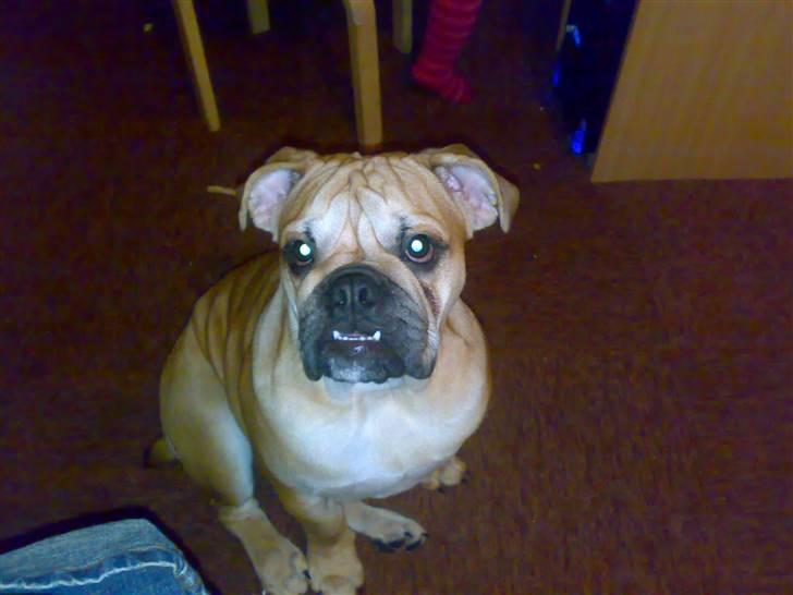 Blanding af racer Aja - Billede taget den 29nov. Så stort underbid har jeg nu, at man kan se mine hjørnetænder :) billede 6