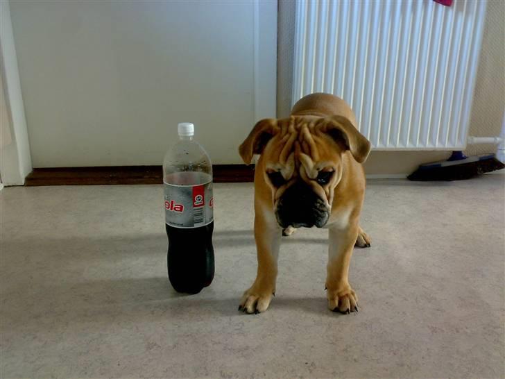 Blanding af racer Aja - Jeg er bredere end 2litersflasken, men ikke meget højere :o) billede 7