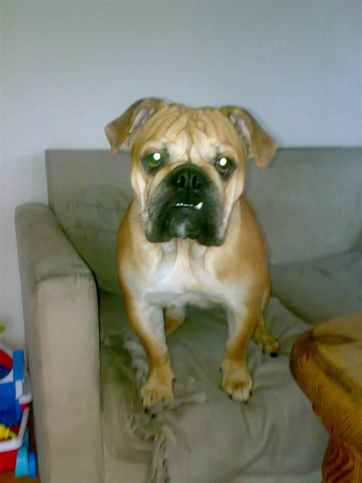 Blanding af racer Aja - Prutgrisen :))) billede 8