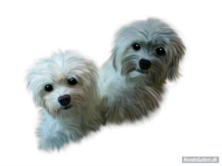 Løwchen Lucy<3 - Tegning billede 17