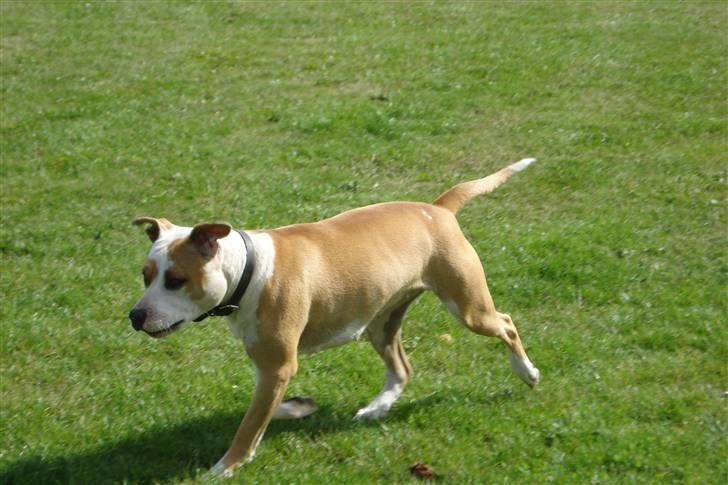 Amerikansk staffordshire terrier Mini billede 14