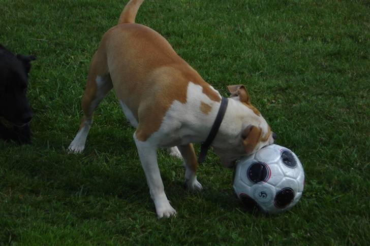 Amerikansk staffordshire terrier Mini - Skal lige have fat i den, den er jo helt rund den tingest! billede 17