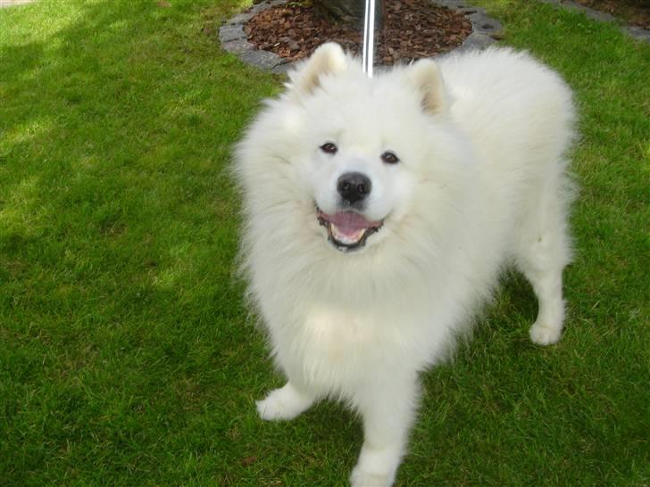 Samojedhund Nico * DØD * billede 5